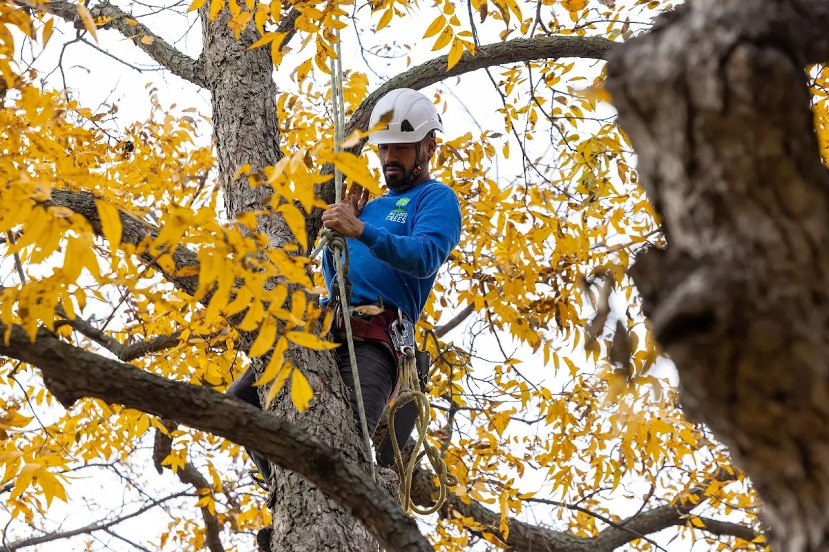 Skilled Tree Pruning crew working in Dubois