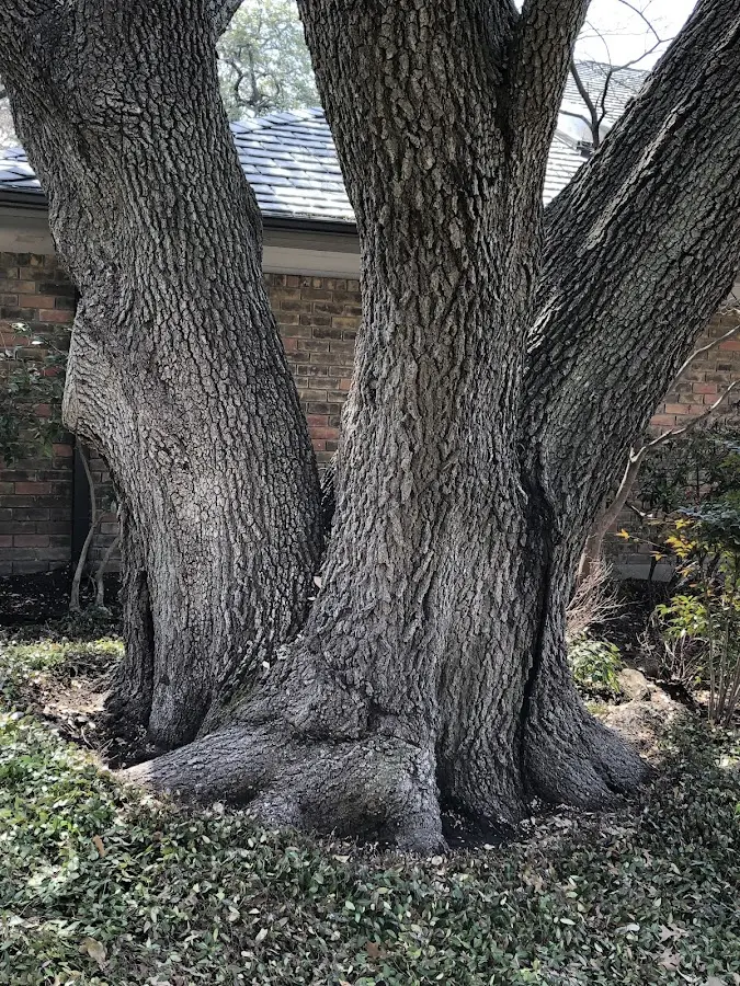 Mature heritage tree close to a Dubois property cared for by certified arborists